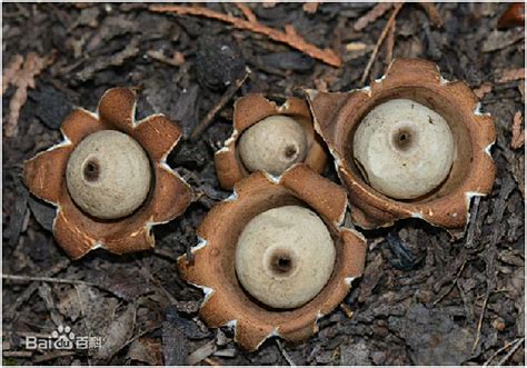 尖頂地星|Geastrum triplex (Jungh.) Fisch. 